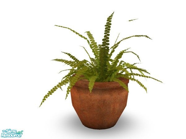 Sims 2 — Mao Fern by n-a-n-u — 