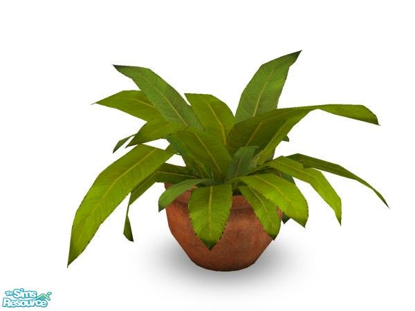 Sims 2 — Mao Tropic Fern  by n-a-n-u — 
