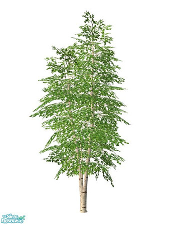 Sims 2 — Birch Tree BASE GAME - BASE by Murano — BASE birch tree.