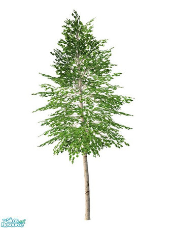 Sims 2 — Birch Tree BASE GAME - Single by Murano — Single birch tree.