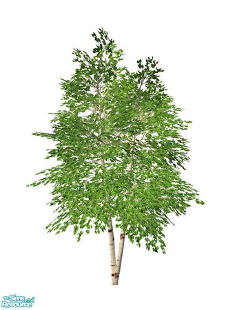 Sims 2 — Birch Tree BASE GAME - Twins by Murano — Twins birch tree.