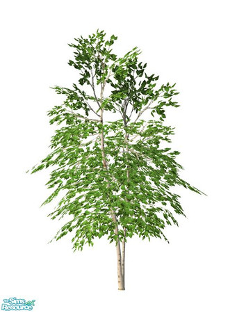 Sims 2 — Birch Tree BASE GAME - Young by Murano — Young birch tree.