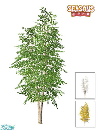 Sims 2 — Birch Tree SEASONS - BASE by Murano — BASE birch tree.