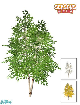 Sims 2 — Birch Tree SEASONS - Twins by Murano — Twins birch tree.