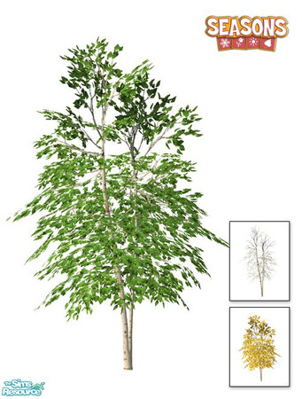 Sims 2 — Birch Tree SEASONS - Young by Murano — Young birch tree.
