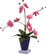 Potted Orchids Divine
