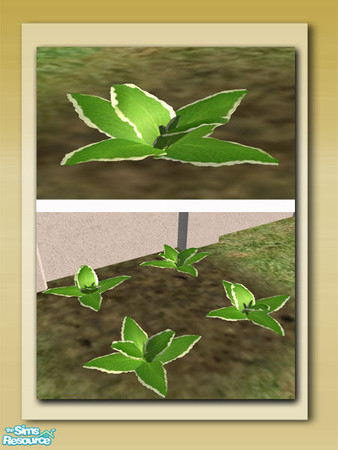 Sims 2 — Plectranthus Plant - Mesh by Shakeshaft — Part of a New 10 Mesh Set including Round Stone Planters, Live