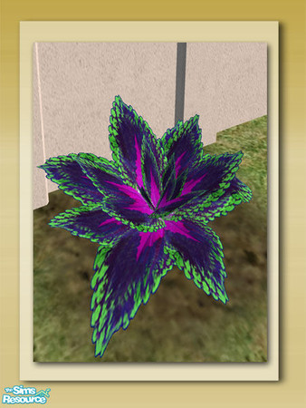 Sims 2 — Coleus Plant - Mesh by Shakeshaft — Part of a New 10 Mesh Set including Round Stone Planters, Live Flowering