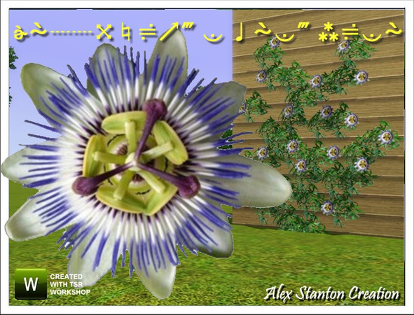 Sims 3 — Passiflore caerulea Big by alex_stanton1983 — Passiflora offer you famous passion fruits. Plant it at the feet