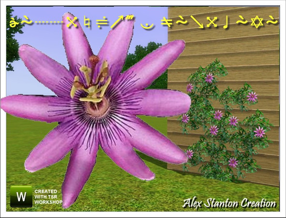 Sims 3 — Passiflore manicata by alex_stanton1983 — Passiflora is a creeper with extraordinary flowers. Plant it at the