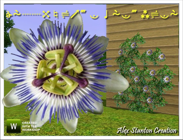 Sims 3 — Passiflore caerulea by alex_stanton1983 — Passiflora offer you famous passion fruits. Plant it at the feet of