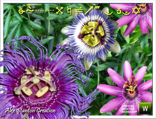 Sims 3 — Passiflore Set by alex_stanton1983 — Passiflora is a creeper with extraordinary flowers, and offer you famous