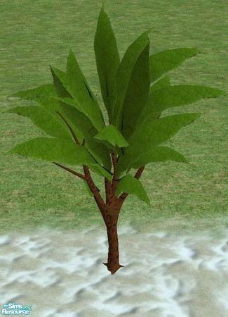 Sims 2 — Exotic Trees 3 - Small by TheNinthWave — Exotic Tree 3 Small.