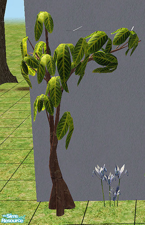 Sims 2 — thebluez - plant by steffor — 