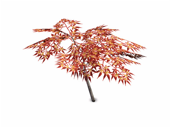 Sims 3 — Small Japanese Maple Tree by sim_man123 — Small Japanese Maple Tree, made by sim_man123 from TSR. TSRAA.