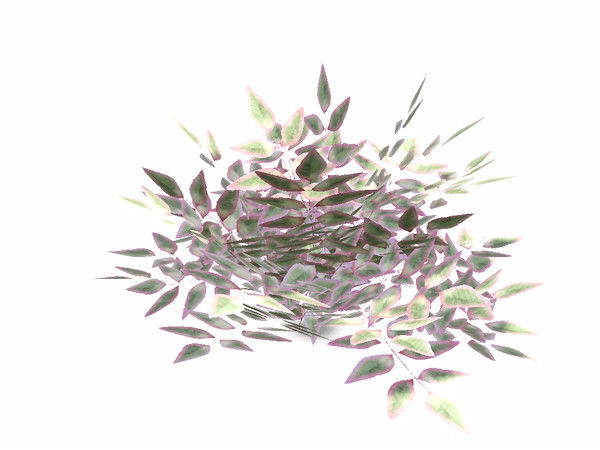 Sims 3 — Pink Nandina Bush by sim_man123 — Pink Nandina Bush, made by sim_man123 from TSR. TSRAA.