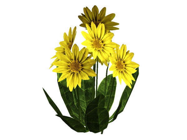 Sims 3 — Wyethia by sim_man123 — Wyethia, made by sim_man123 from TSR. TSRAA.