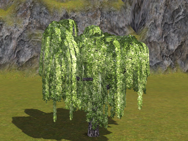 Sims 3 — Small Willow Tree by sim_man123 — Small Willow Tree, made by sim_man123 from TSR. TSRAA. Made by request for