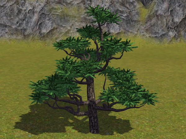 Sims 3 — Japanese Pine Tree by sim_man123 — Japanese Pine Tree, made by sim_man123 from TSR. TSRAA. Made by request for