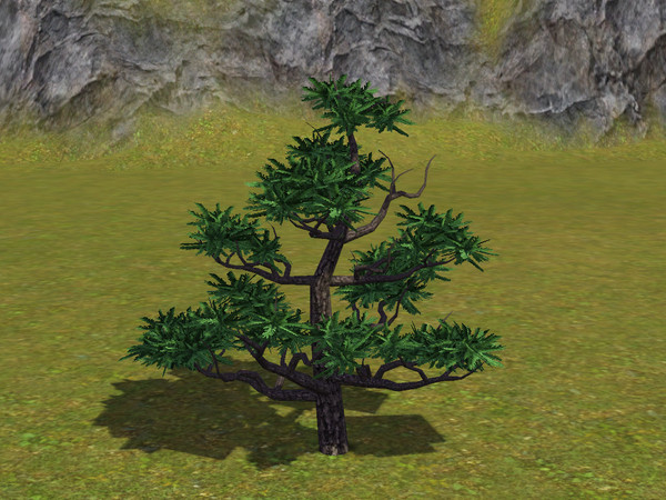 Sims 3 — Small Japanese Pine Tree by sim_man123 — Small Japanese Pine Tree, made by sim_man123 from TSR. TSRAA. Made by