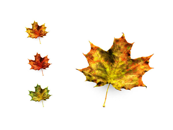 Sims 3 — Maple Leaf by sim_man123 — The seasons are changing, as are the leaves! Add some Autumn charm to your yard and