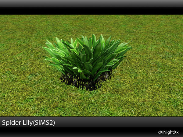 Sims 3 — Spider Lily (SIMS2) by xiNightXx2 — Decorate your sims lot with a tropical plant from sims 2. Located in shrubs