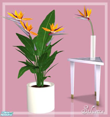 Sims 2 — Strelitzia by Siluetta — Two different kinds of paradise flower.