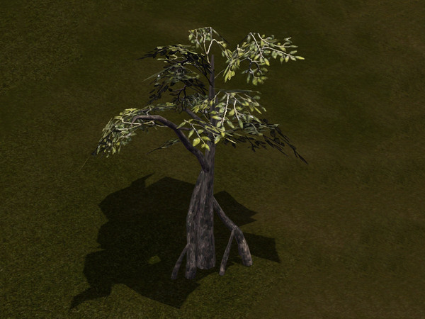 Sims 3 — Large Cypress Swamp Tree by sim_man123 — A large cypress/mangrove sort of tree, perfect for marshes, swamps, and