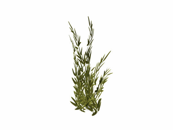 Sims 3 — Water Willow by sim_man123 — A small Water Willow shrub, common in and around shallow water environments. Made