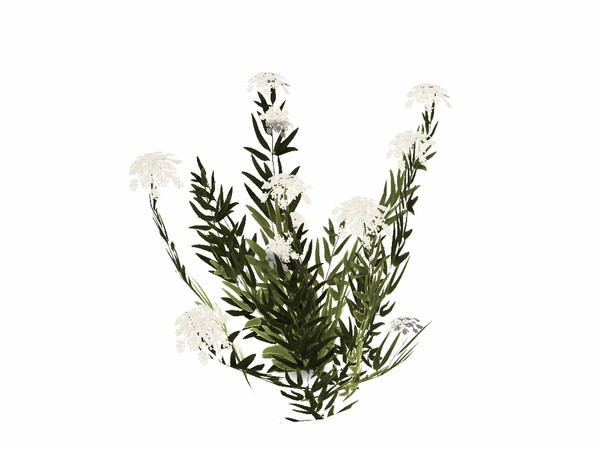Sims 3 — Water Parsnip by sim_man123 — A wild water parsnip bush. Made by sim_man123 from TSR. TSRAA.