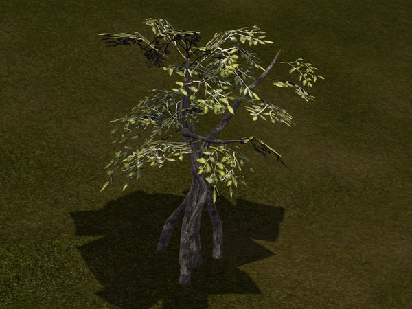 Sims 3 — Small Cyprus Swamp Tree by sim_man123 — A small cyprus tree, perfect for marshes, swamps, and wetlands. Made by