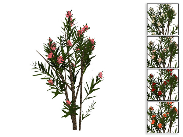 Sims 4 — Large Oleander Bush by sim_man123 — A large flowing oleander bush, as part of my Coastal Beach Plants set.