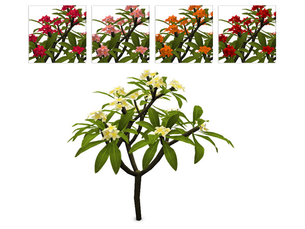 Sims 4 — Large Plumeria Bush by sim_man123 — A large plumeria bush, as part of my Coastal Beach Plants set. 