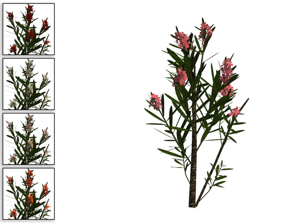 Sims 4 — Medium Oleander  by sim_man123 — A medium-sized version of my oleander bush, as part of my Coastal Beach Plants