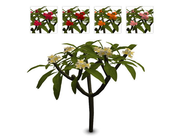 Sims 4 — Medium Plumeria by sim_man123 — A medium sized version of my Plumeria flower, as part of my Coaster Beach Plants