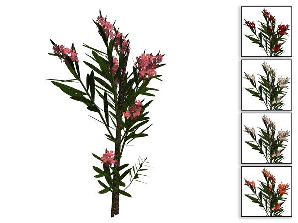 Sims 4 — Small Oleander by sim_man123 — A small oleander bush, as part of my Coastal Beach Plants set.