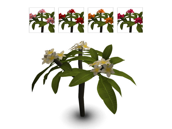 Sims 4 — Small Plumeria by sim_man123 — A small plumeria plant, as part of my Coastal Beach Plants set.