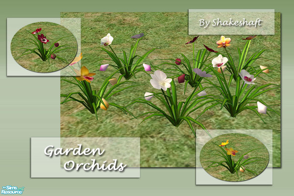Sims 2 — Garden Orchids by Shakeshaft — A colourful set of Orchids to brighten up your Sims gardens, several can be