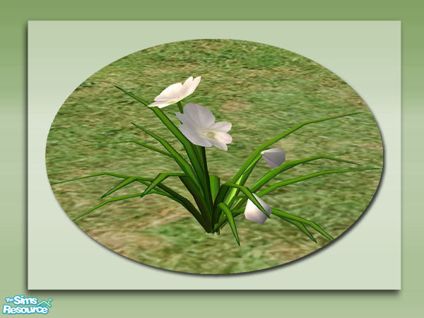 Sims 2 — Garden Orchids - White 02 by Shakeshaft — Part of a colourful set of Orchids to brighten up your Sims gardens,