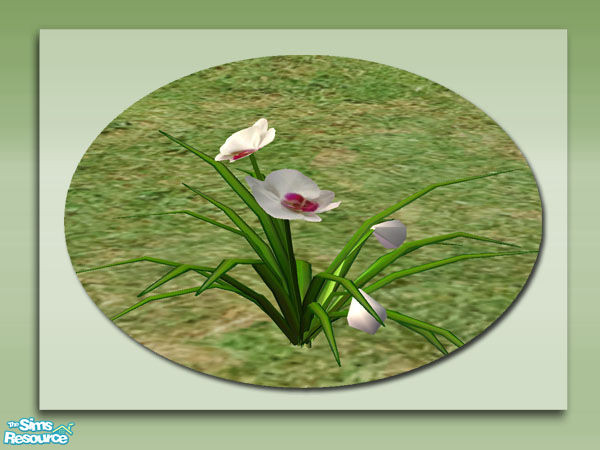 Sims 2 — Garden Orchids - White by Shakeshaft — Part of a colourful set of Orchids to brighten up your Sims gardens,