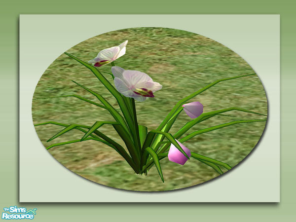 Sims 2 — Garden Orchids - Pink by Shakeshaft — Part of a colourful set of Orchids to brighten up your Sims gardens,