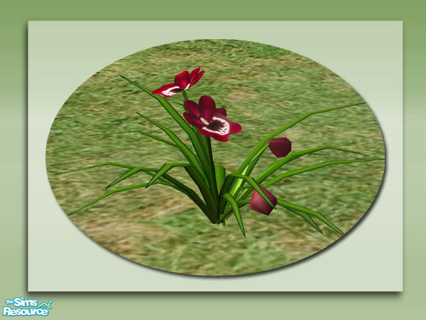 Sims 2 — Garden Orchids - Pansy Red by Shakeshaft — Part of a colourful set of Orchids to brighten up your Sims gardens,