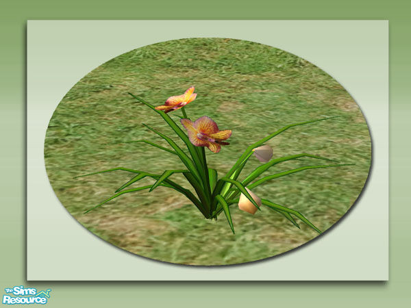Sims 2 — Garden Orchids - Multi by Shakeshaft — Part of a colourful set of Orchids to brighten up your Sims gardens,