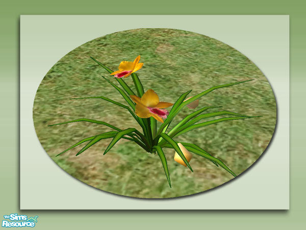 Sims 2 — Garden Orchids -  Mesh by Shakeshaft — Part of a colourful set of Orchids to brighten up your Sims gardens,