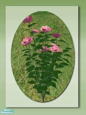 Sims 2 — Garden Roses - Pink by Shakeshaft — Part of a set of colourful roses to brighten up your Sims garden, you can
