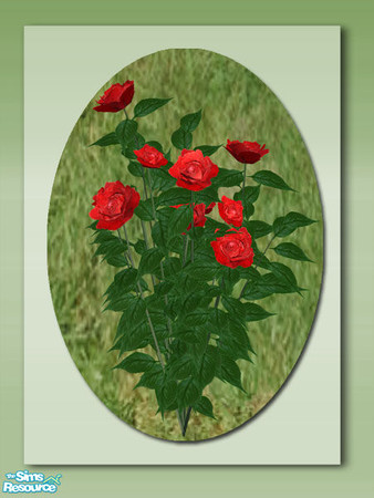 Sims 2 — Garden Roses -  Mesh by Shakeshaft — Part of a set of colourful roses to brighten up your Sims garden, you can