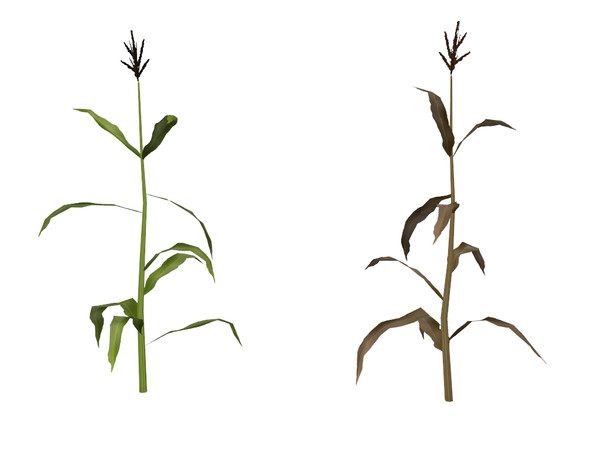 Sims 4 — Dead Corn by sim_man123 — The corn has died! Tragedy! It's still probably because of the gnomes.