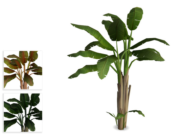 Sims 4 — Large Banana Tree by sim_man123 — A larger banana tree, with a few new sprouts coming up around the base.