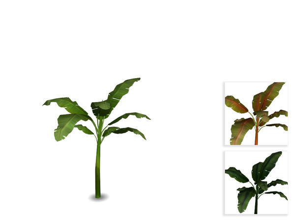Sims 4 — Small Banana Tree by sim_man123 — A small banana tree - bananas not included!