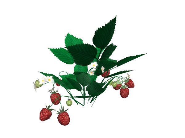 Sims 4 — Strawberry Plant by sim_man123 — A decorative strawberry plant that is mid-bloom! 